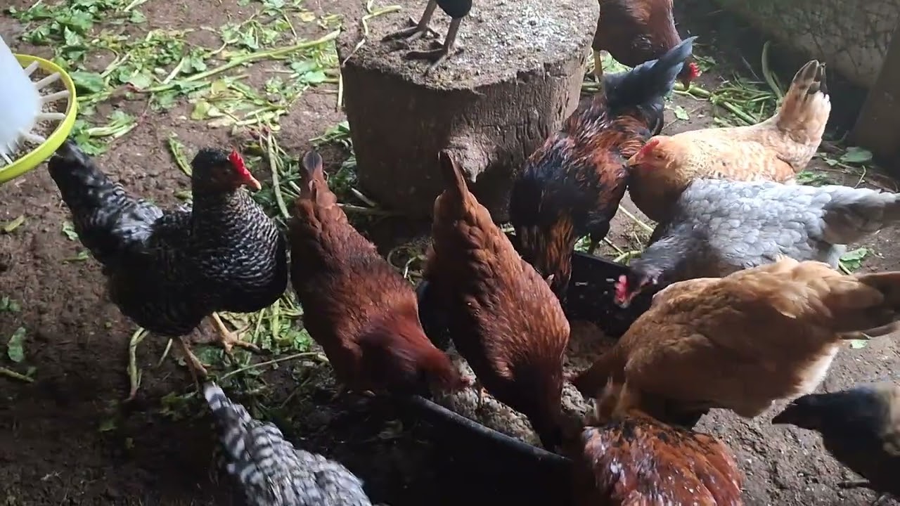 Una forma de como alimentar las gallinas criollas por el pasto (@JRGVIDAANIMAL1996)🐓🐓🐓🐓