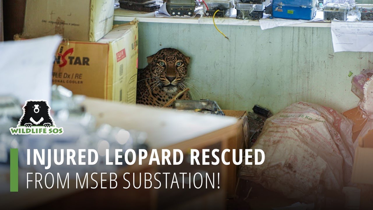 Injured Leopard Rescued From MSEB Substation!