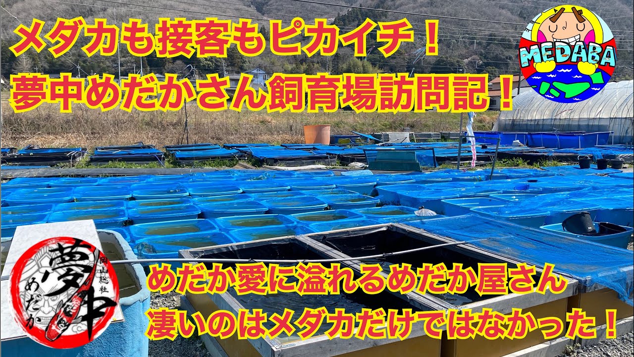 【メダカ】メダカも接客もピカイチ！夢中めだかさん飼育場訪問記！