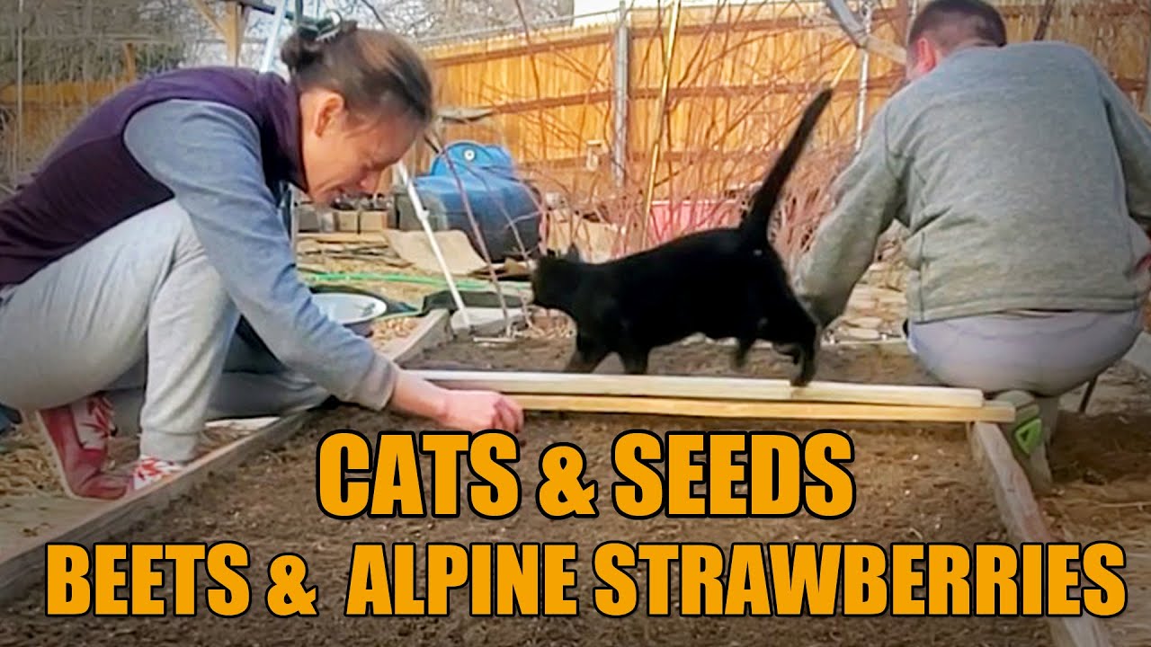 🌱 Spring Planting with 🐾 Cat Supervision 😼 | 🧺 Seeds, 🥬 Beets & 🍓 Alpine Strawberries in Raised Beds