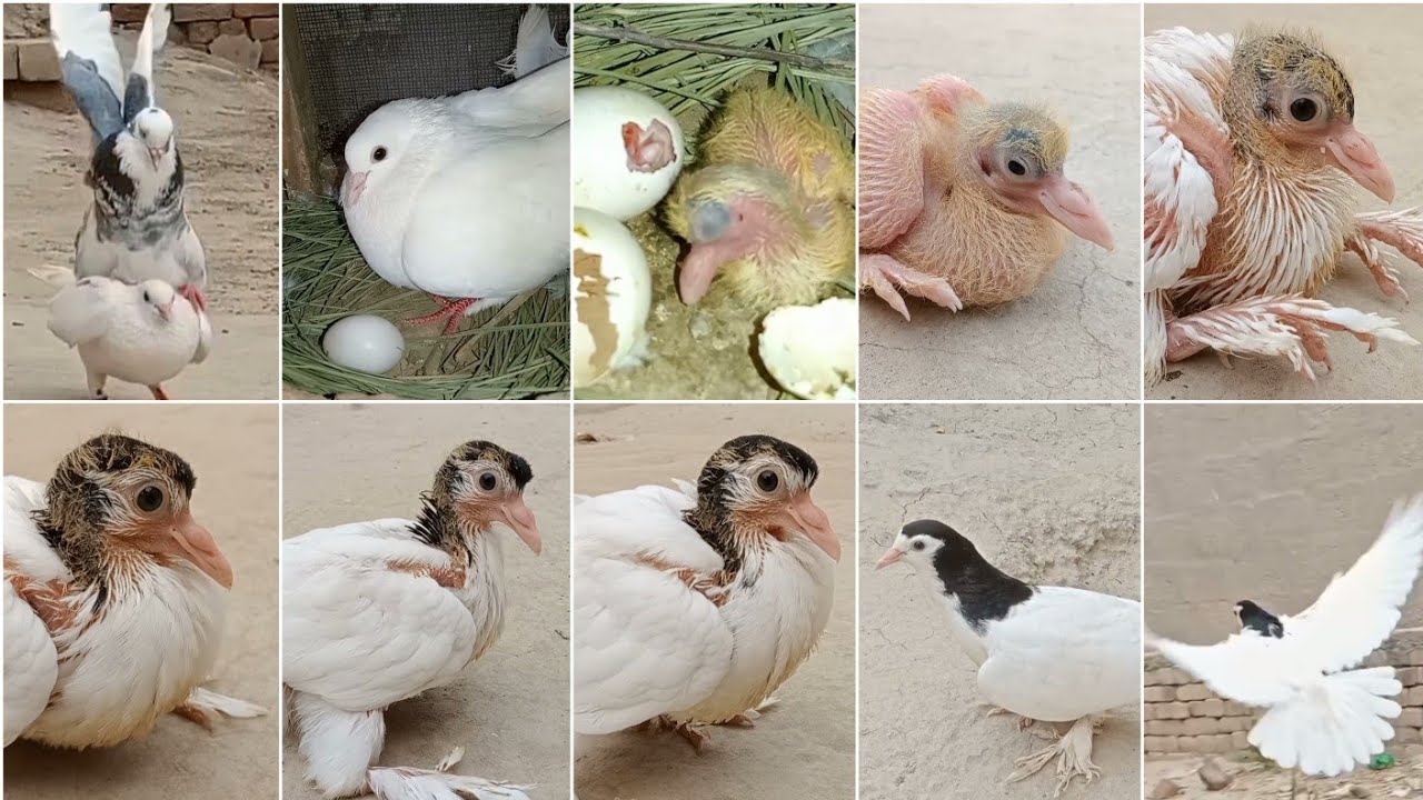 Pigeon chicks grow from one day to 30 days