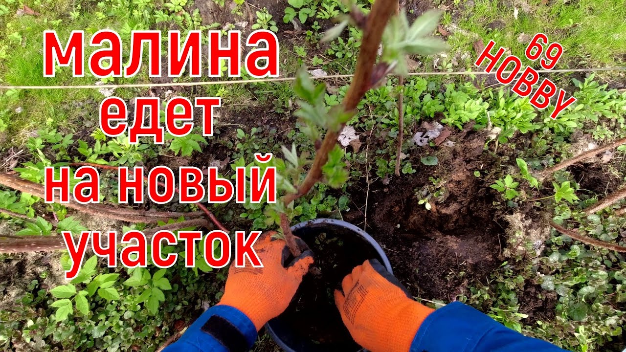 Тонкости весенней посадки (пересадки)  МАЛИНЫ!