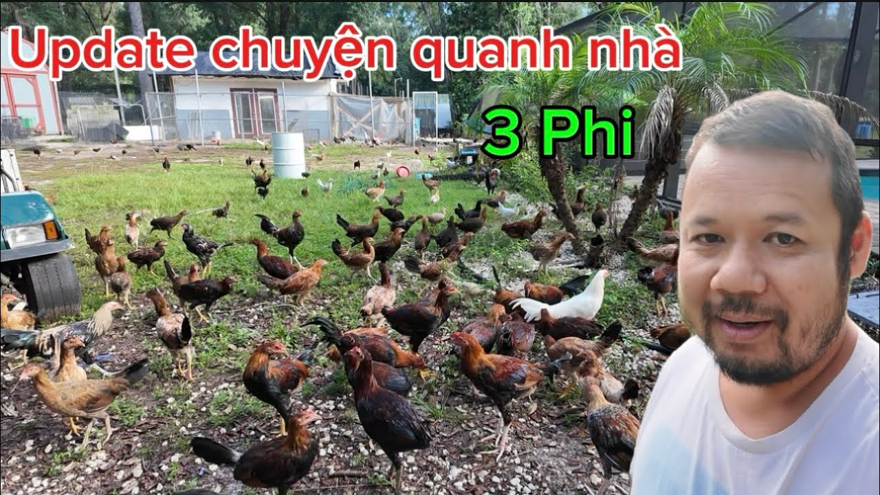 Update chuyện quanh nhà 3 Phi 