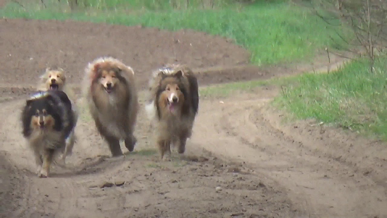 Walking with rough collies. Kennel Nyitramenti, Hungary. 04/14/2019