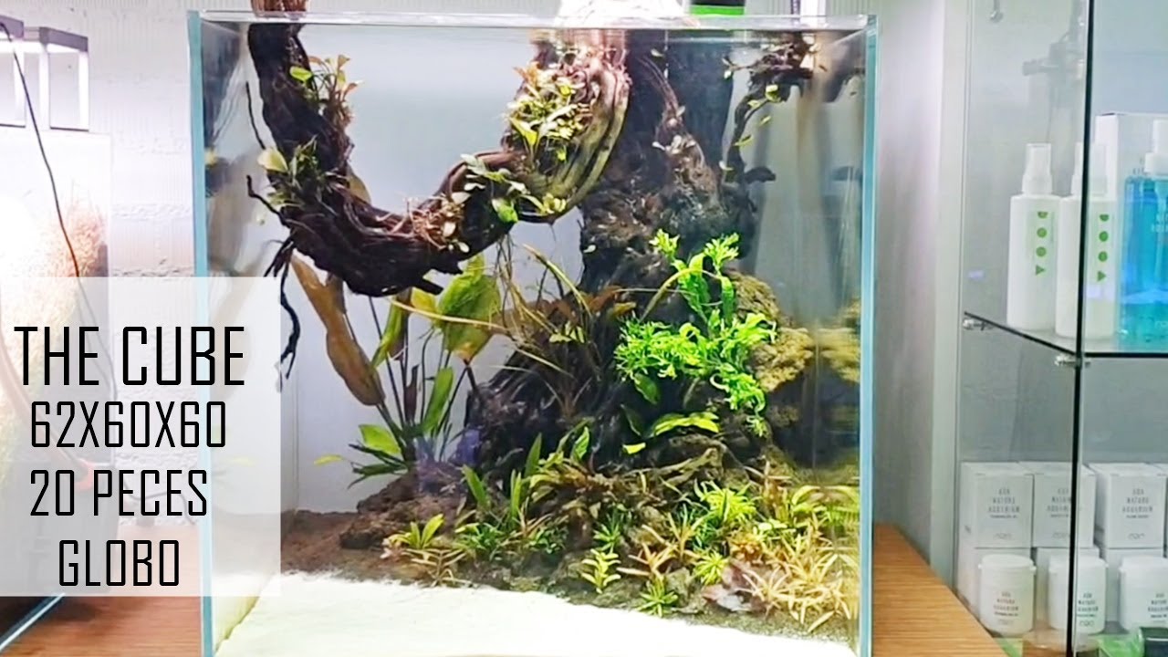 Proyecto: THE CUBE (La casa de 20 peces globo enanos)