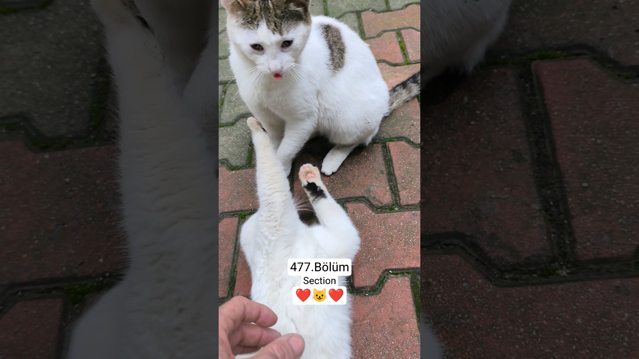 Boncuk Pamuk Muezza 477.B&ouml;l&uuml;m 😺❤️ #kedi #cat