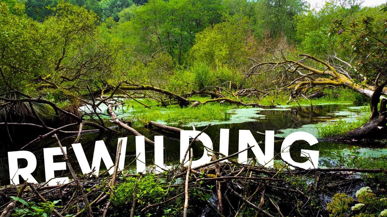 Our Rivers are Broken - here's how we fix them