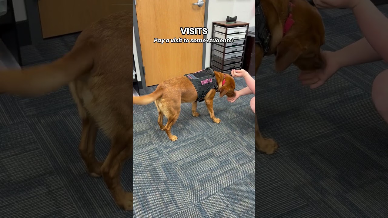 A Day in the Life of Police Service Dog Hoku
