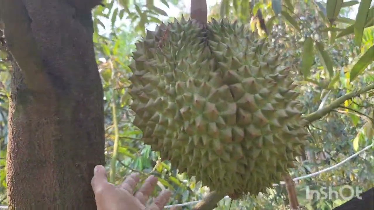 Ep. 87 สวนทุเรียนพร้อมผลผลิต พิกัด ต.ชำฆ้อ อ.เขาชะเมา จ.ระยอง @pp3376