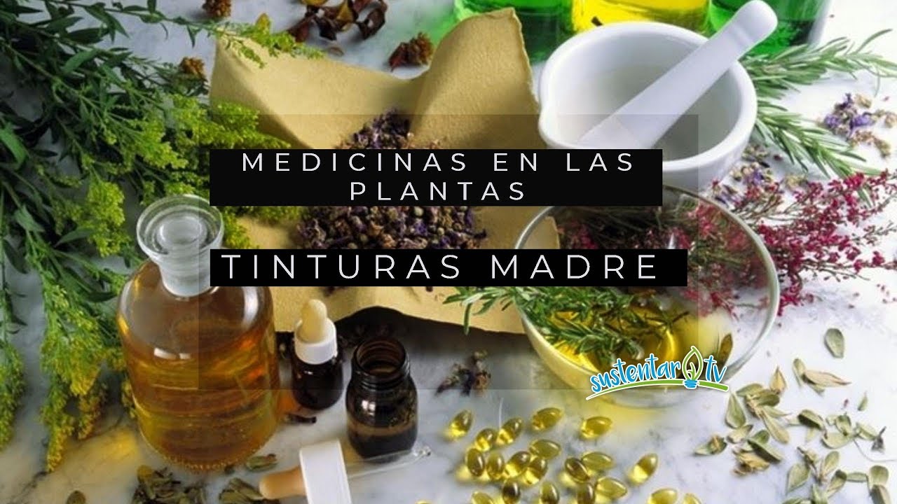 Plantas medicinales: tinturas madres