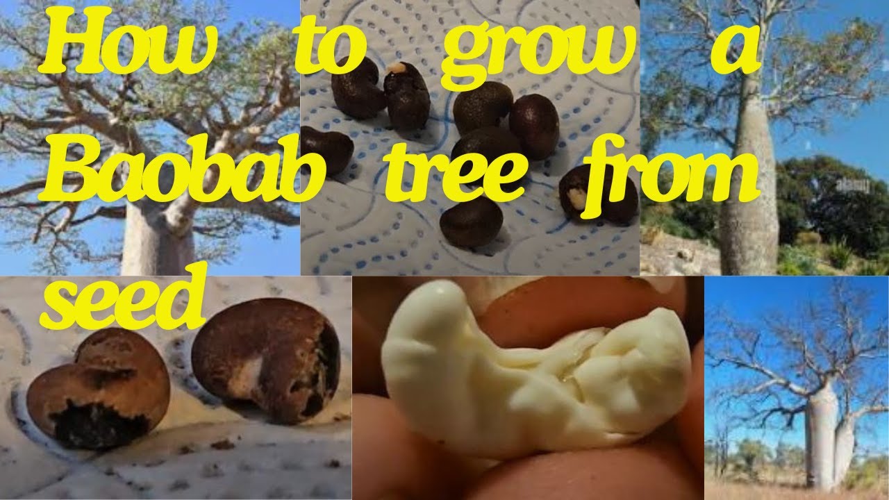 How to grow a Baobab tree from seed
