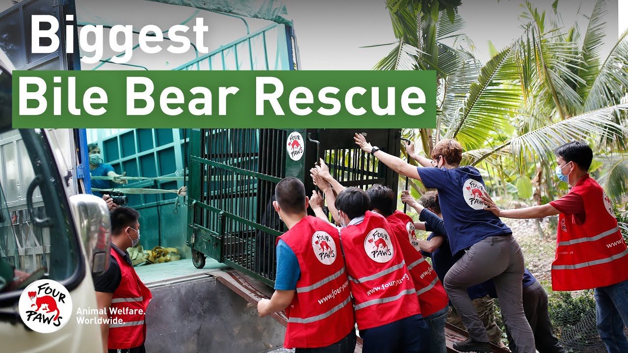 Epic 9 bile bear rescue in Vietnam | FOUR PAWS