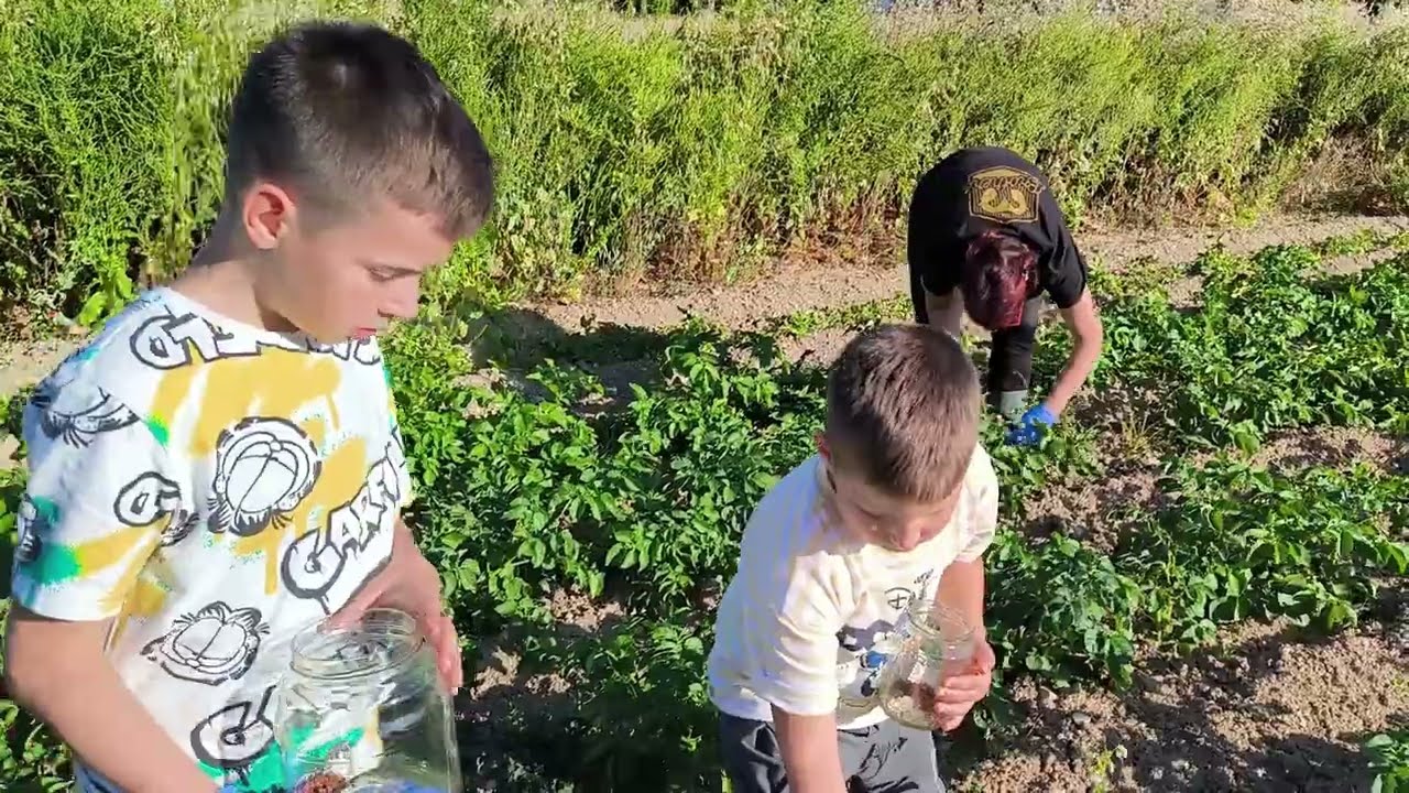 Krumpirova zlatica - Ekološka rješenja - 2 načina koja rješavaju problem!