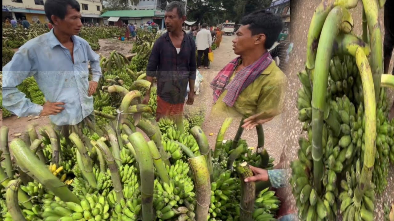 জমে উঠেছে গুইমারা বাজারের কলার হাট। Khagrachhari।  Guimara