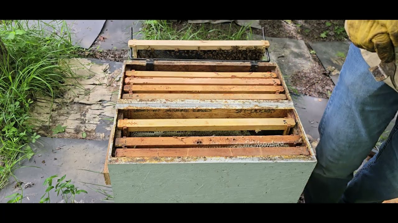 May 24, 2025 Part 2 Madison Apiary