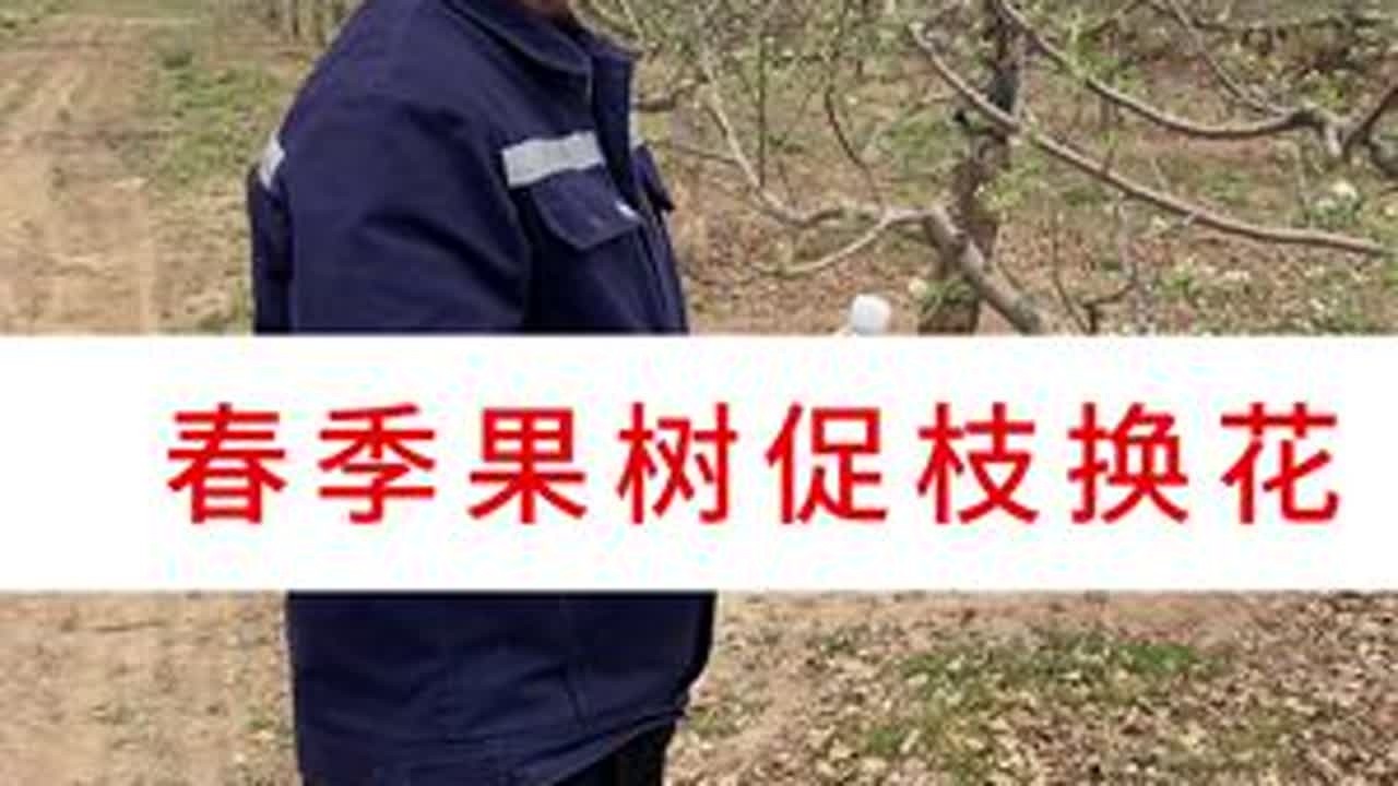 春季促枝换花，综合技巧 ##服务三农支持三农 #抖音助农 #洛川大海