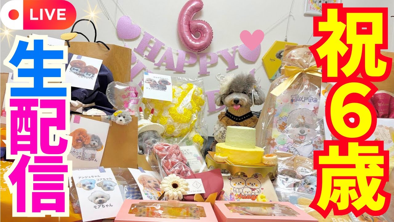【トルテくん6歳　誕生日ライブ配信中】トイプードルのTorte channel 🐩みんな集まれ🐶