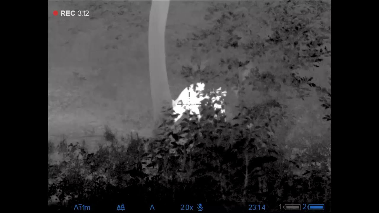 Lov divočáka (kňourek), 5.7.2021