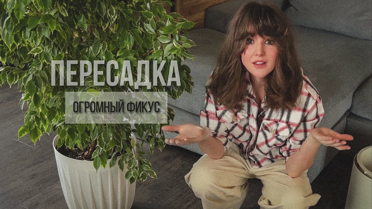 ПЕРЕСАЖИВАЕМ ОГРОМНЫЙ ФИКУС🪴#комнатныерастения #растения #фикус #пересадка #фикусбенджамина