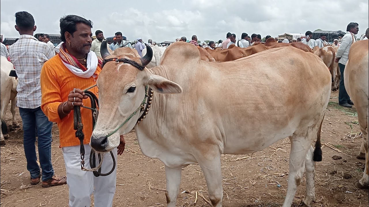 एकट्या गावरान बैलाची किंमत 60 हजार रुपये सांगतात शेतकरी वाजवी किंमत काय असावी कमेंट मध्ये कळवा
