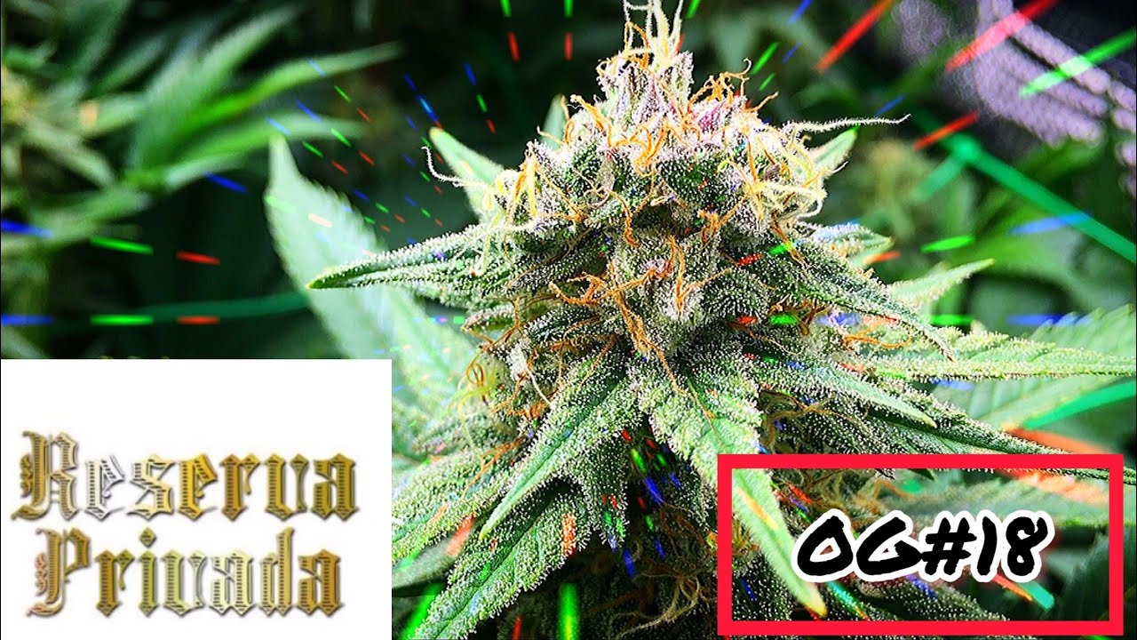 S2:E14 OG Kush Grow (Stanky Dank)