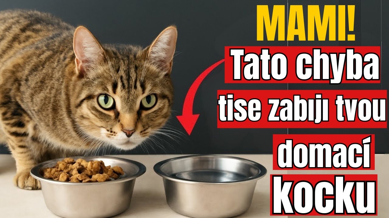 Pokud máte kočku, která žije výhradně v bytě, tyto chyby mohou být smrtelné (varují veterináři)