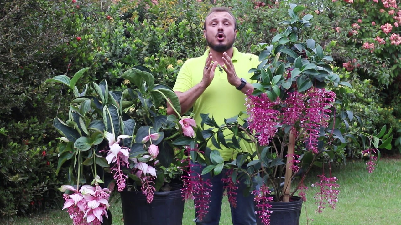 Medinilla magnifica e Medinilla florinilla bella | O que você precisa saber antes de plantá-las