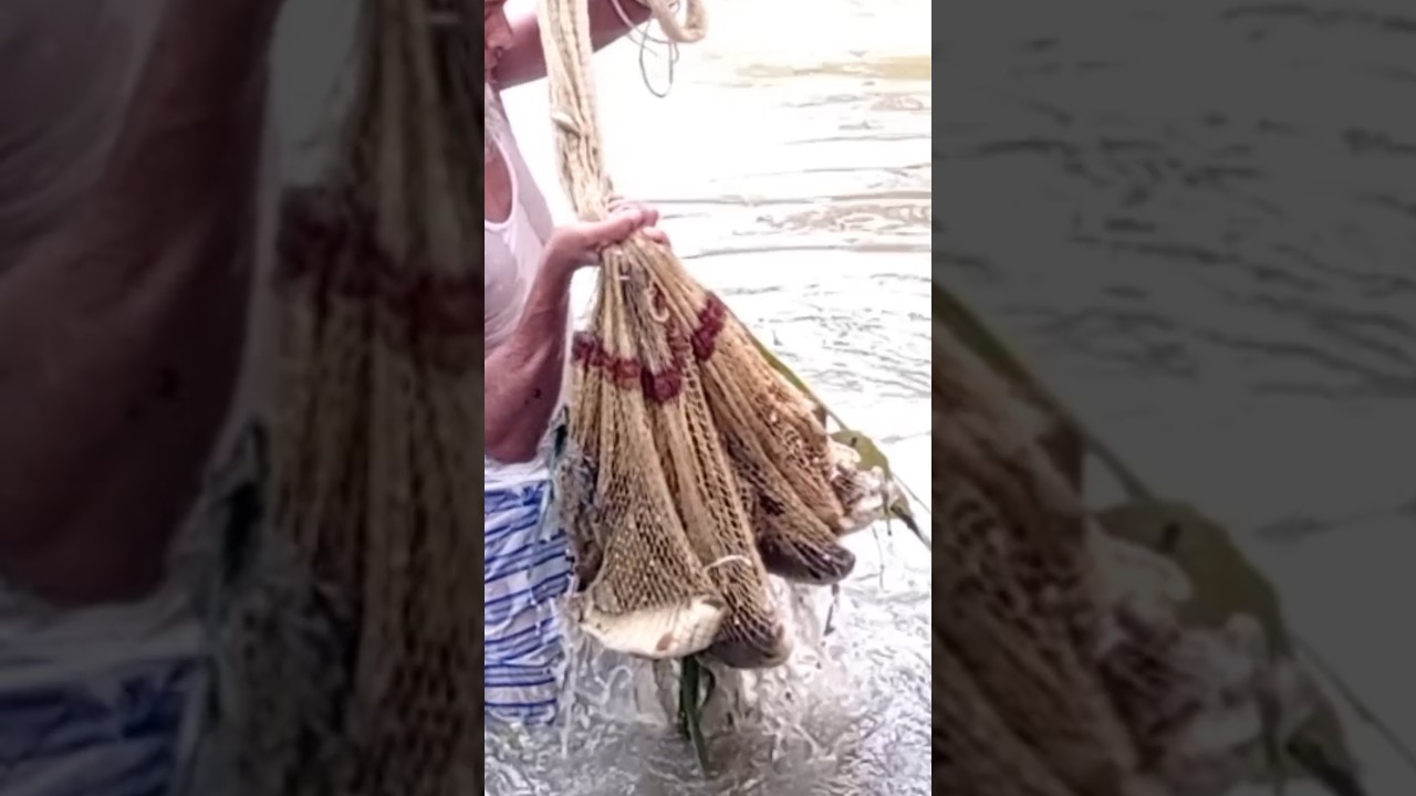 Traditional cast net fishing video