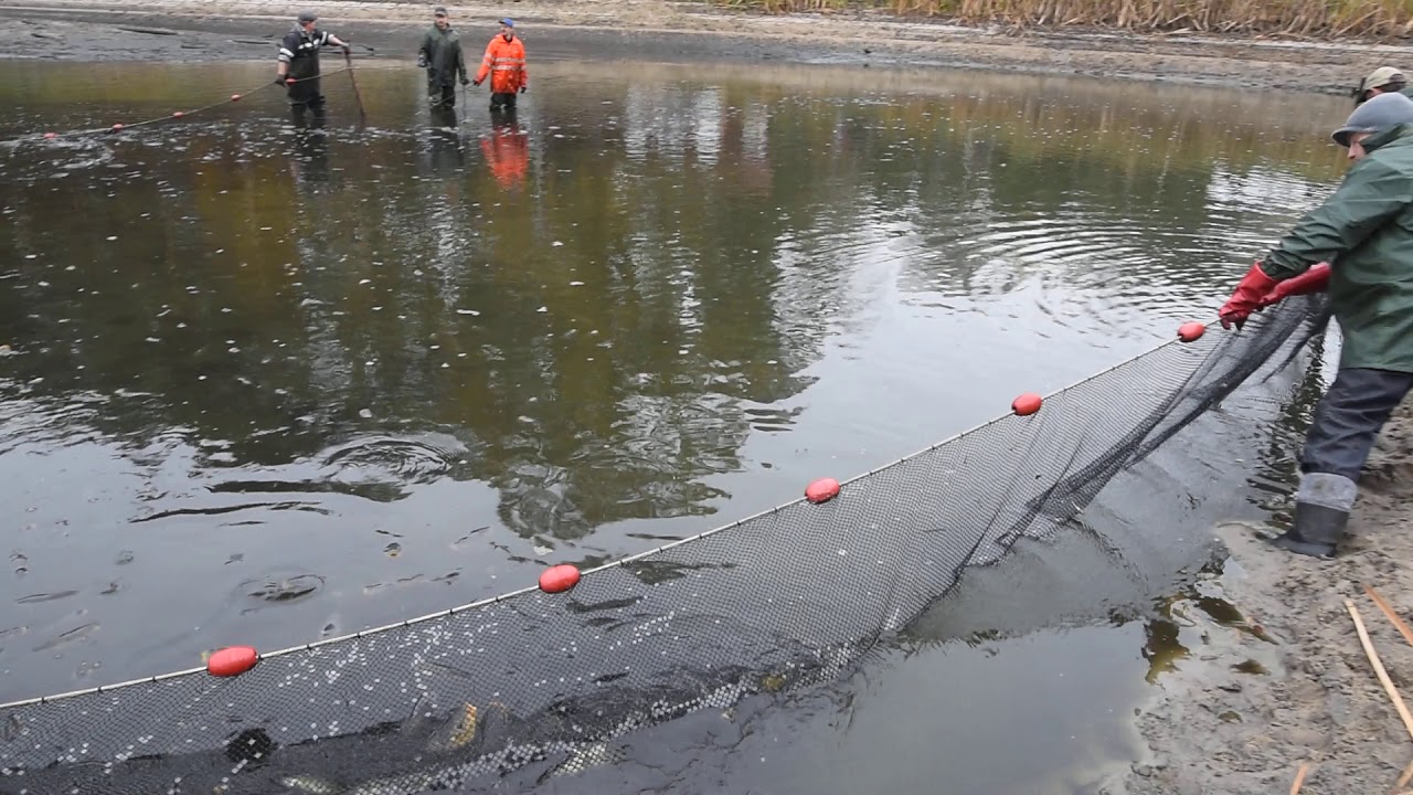 Fałków. Odłów karpia (10.11.2019)