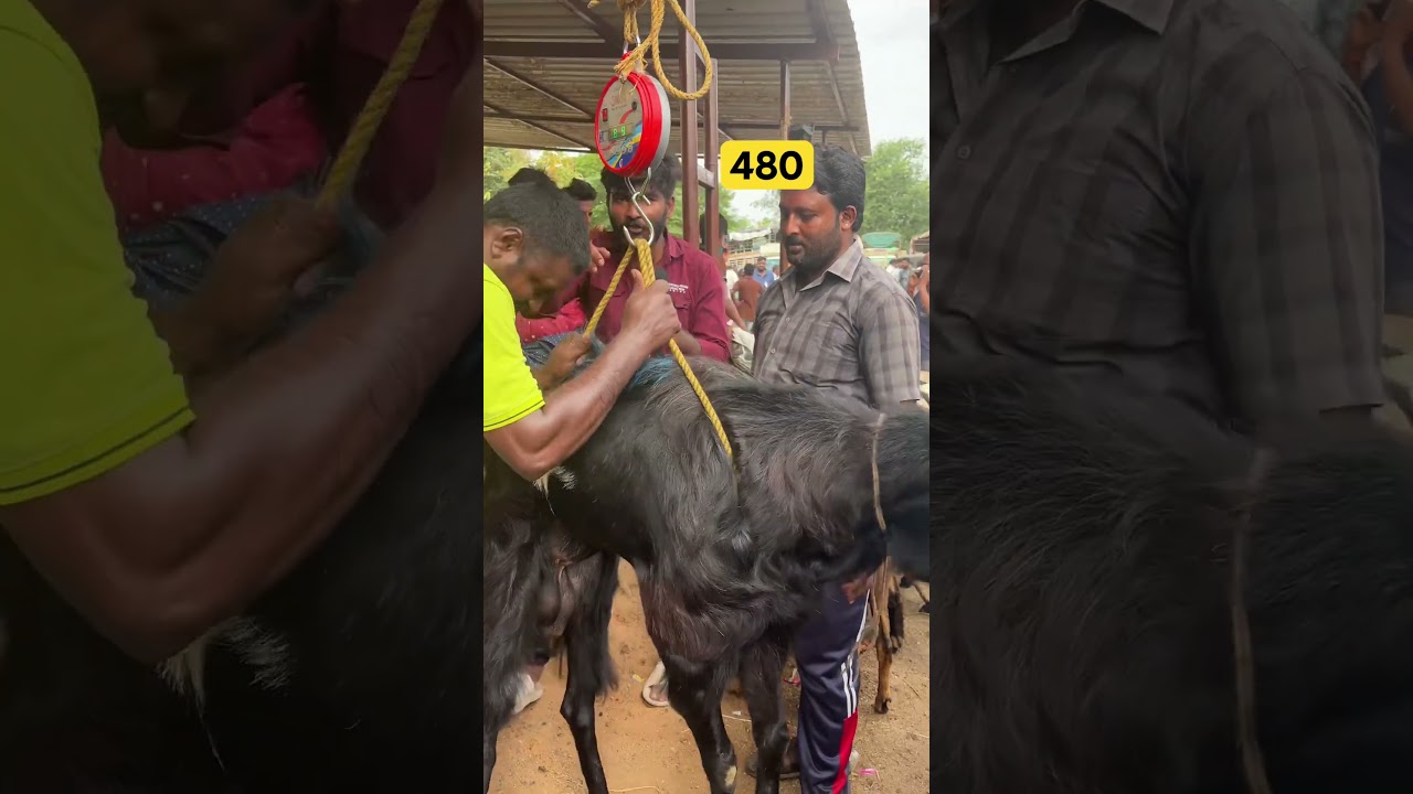 Tirupati Sheep market 