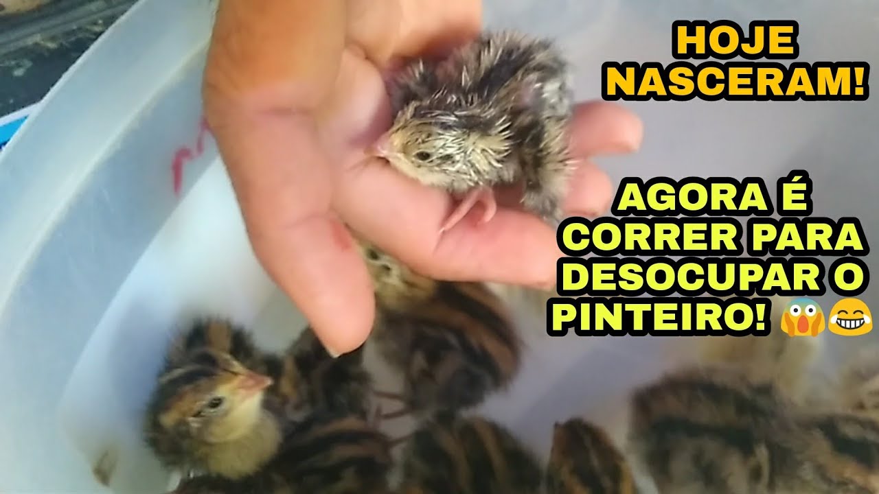 FAZENDO A MUDANÇA DAS CODORNAS/ PREPARANDO O PINTEIRO / TIRANDO OS PINTINHOS DA CHOCADEIRA 🐣🐥