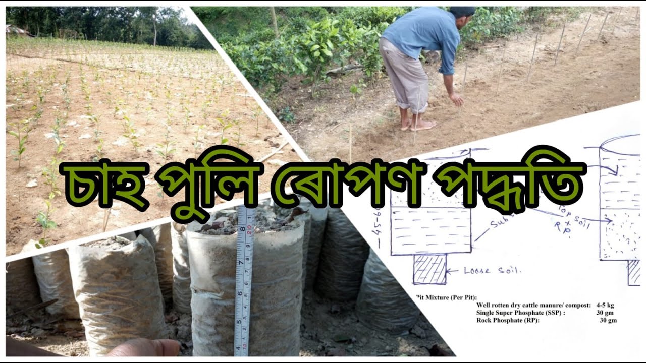 চাহ পুলি ৰোপণ পদ্ধতি/ Planting process of Tea Seedling/ক্ষুদ্ৰ চাহ খেতিয়কসকলৰ বাবে শিক্ষামূলক ভিডিঅ