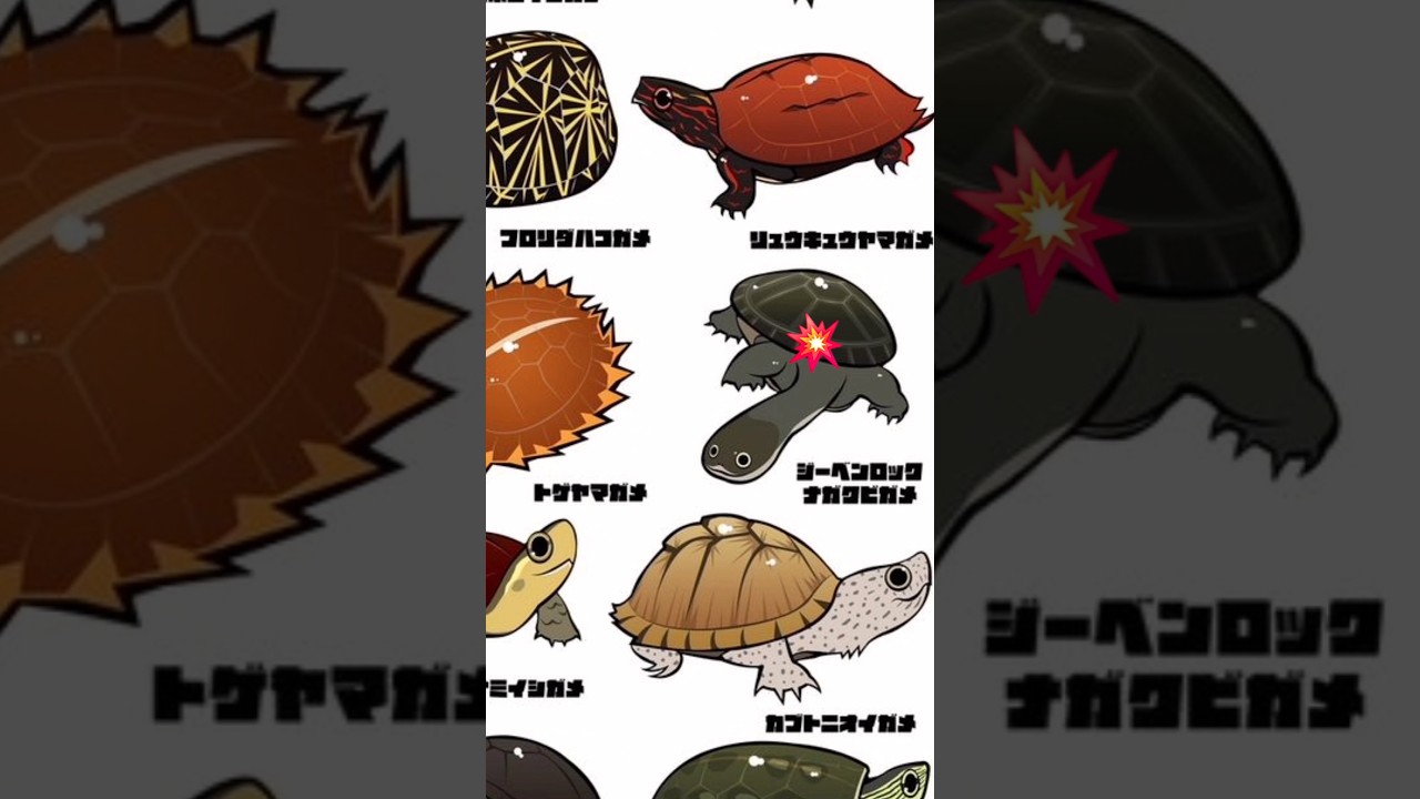types of turtle 🐢 