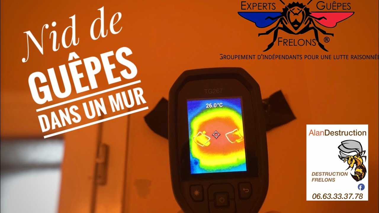Dangereux nid de Guêpes dans le mur à Cabanac et Villagrains 33650 Gironde