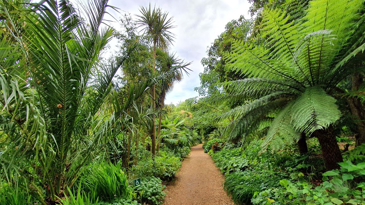 Very tropical garden UK - Abbotsbury Subtropical Garden