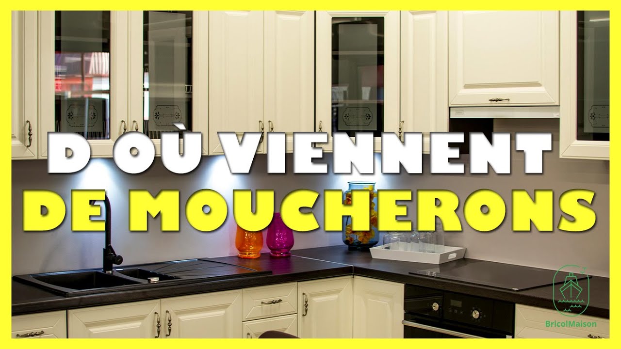 D o&ugrave; viennent les moucherons dans une cuisine