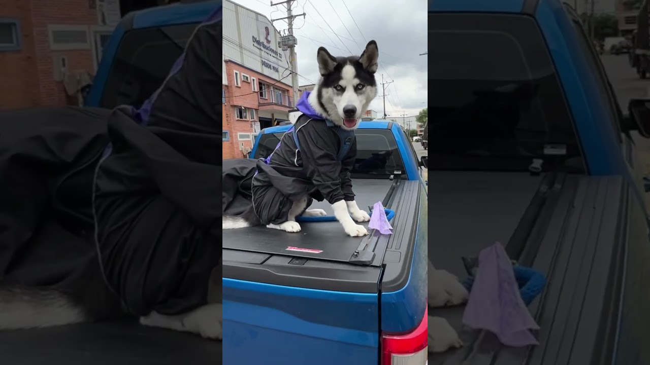 La carpa para camionetas mas resistente 🥰🐾