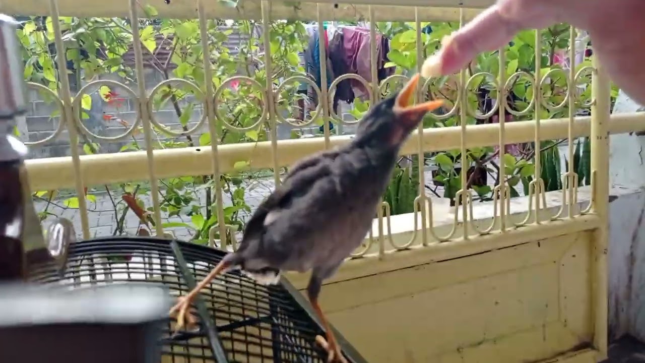 Pakan anakan burung jalak kebo agar cepat besar dan gacor