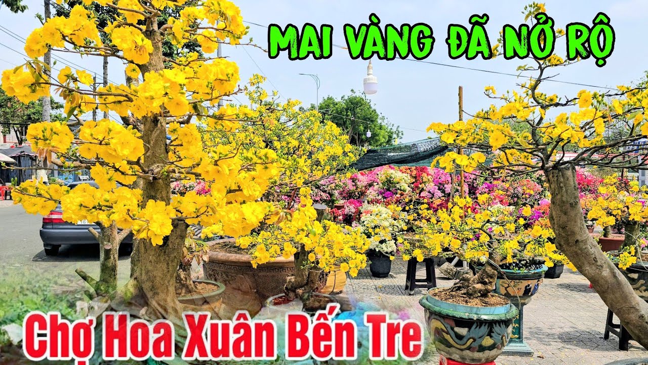 Chợ Hoa Xuân Bến Tre Ngày 27 Tết - Mai Vàng Nở Rộ Người Mua Vắng Vẻ