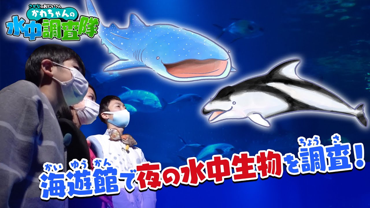 【水中調査】サカナは夜になると泳(およ)ぎながら寝(ね)るの？夜の海遊館で調査！