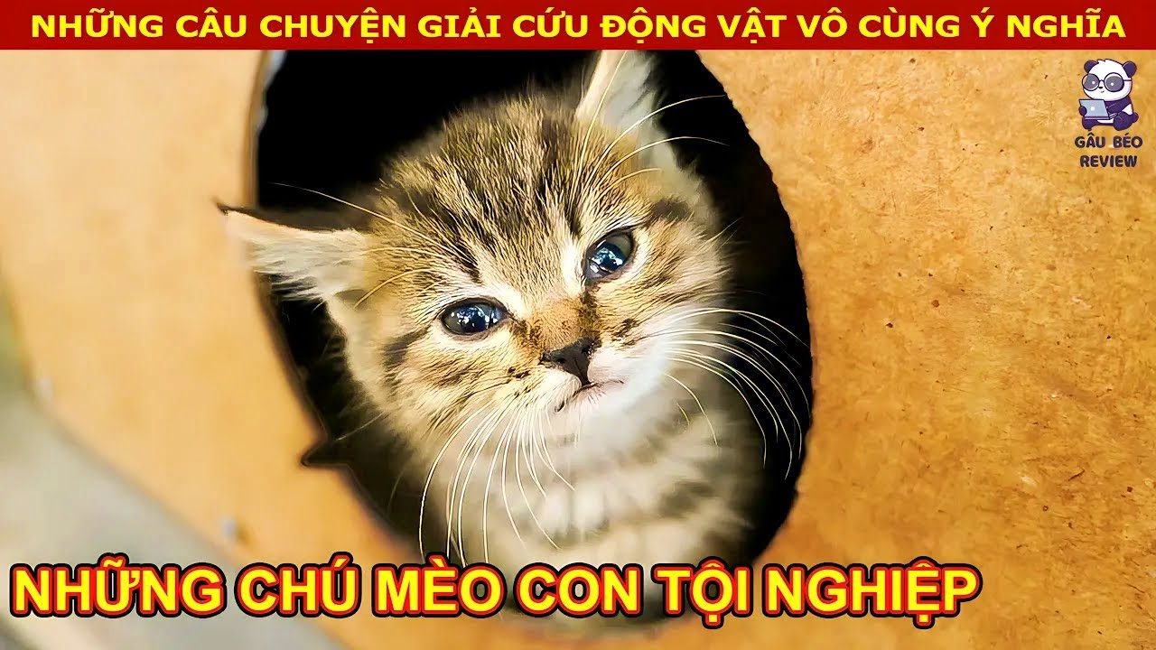 Giải Cứu Một Chú Chó Con Đáng Thương Mắc Kẹt Trong Cống Nước || Review Con Người Và Cuộc Sống (P27)