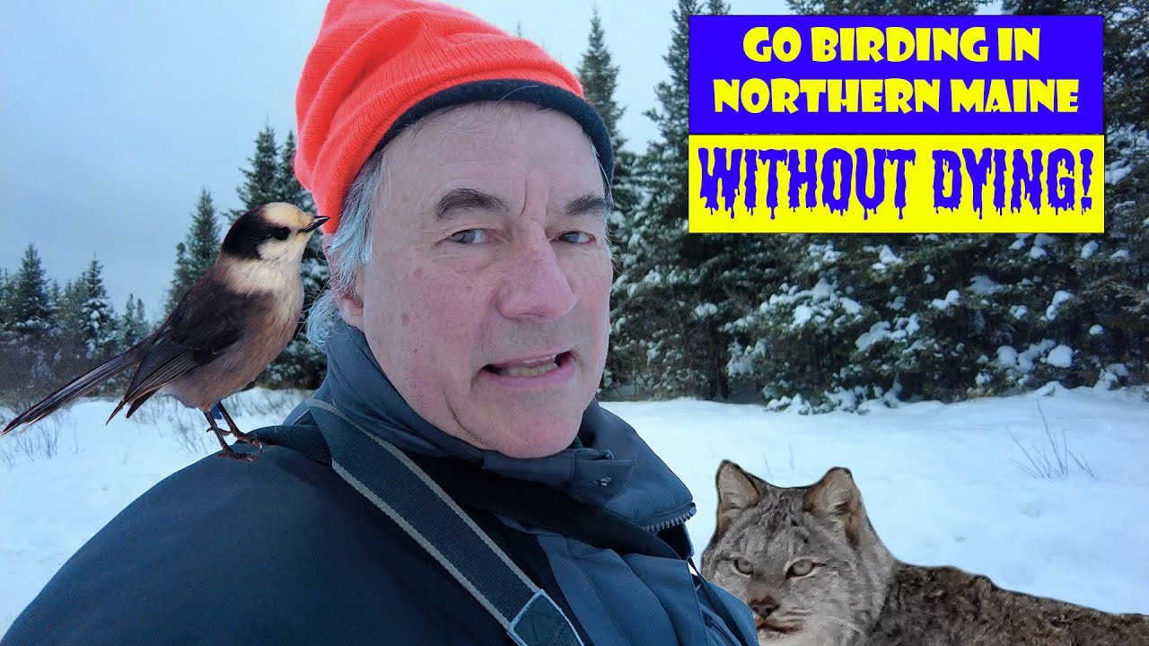 Birding northern Maine without DYING.