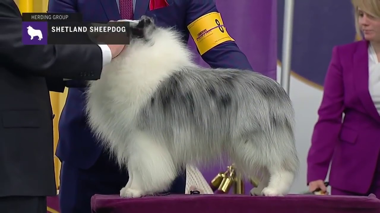 Shetland Sheepdogs | Breed Judging 2019