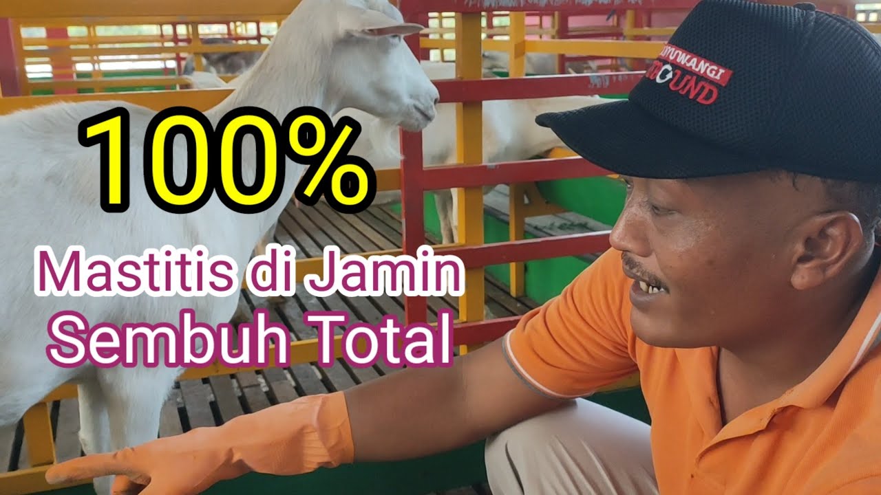 CARA AMPUH ATASI MASTITIS AKUT MUDAH DAN MURAH