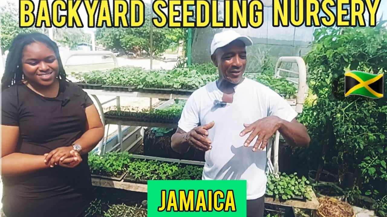 BEAUTIFUL BACK YARD SEEDLING NURSERY IN ST.ELIZABETH JAMAICA//GROW YOUR OWN VEGETABLE GARDEN AT HOME