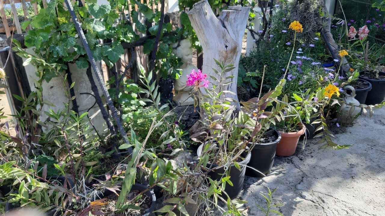 EPIDENDRUM GIGANTE, CUIDADOS, REPRODUCCIÓN Y LIMPIEZA