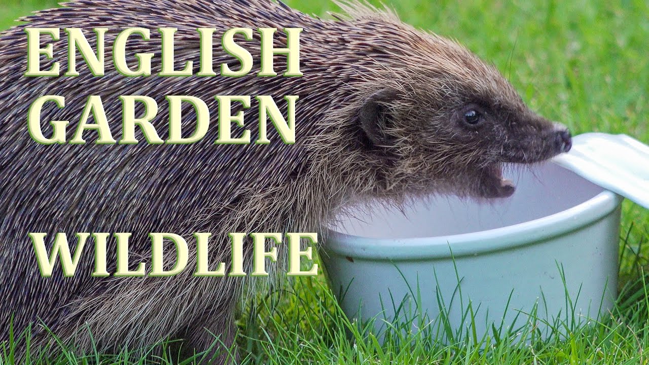 Hedgehogs in my Garden filmed in colour with Wildlife Cameras