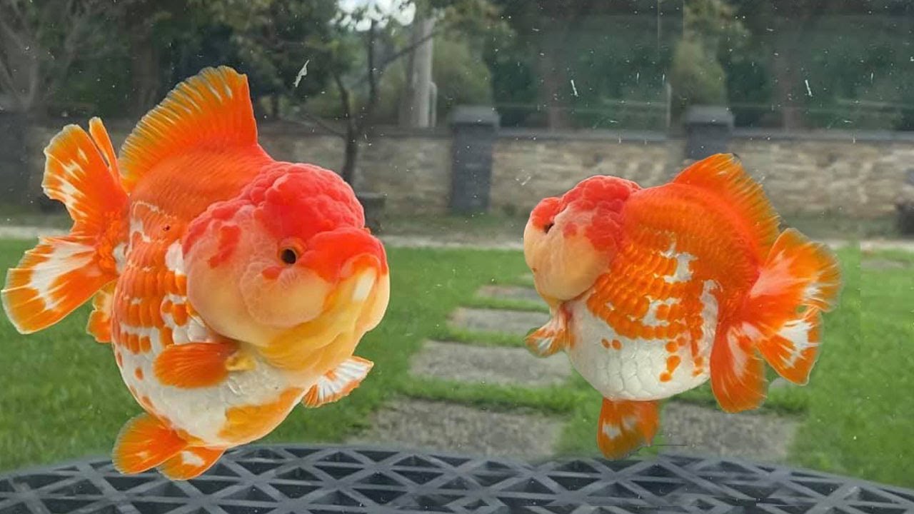 Top quality beautiful goldfish