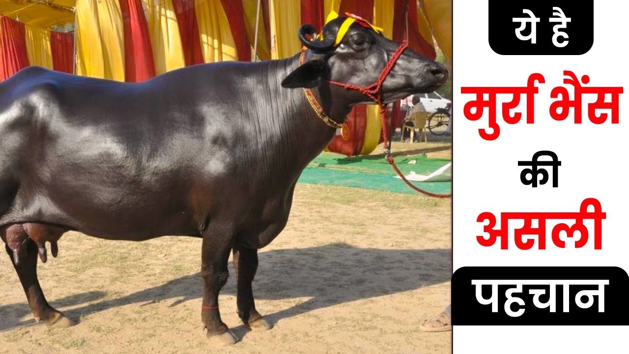 आपके पास हो सकती है नकली मुर्रा जाने असली की पहचान| Animall Awaaz | Murrah buffalo