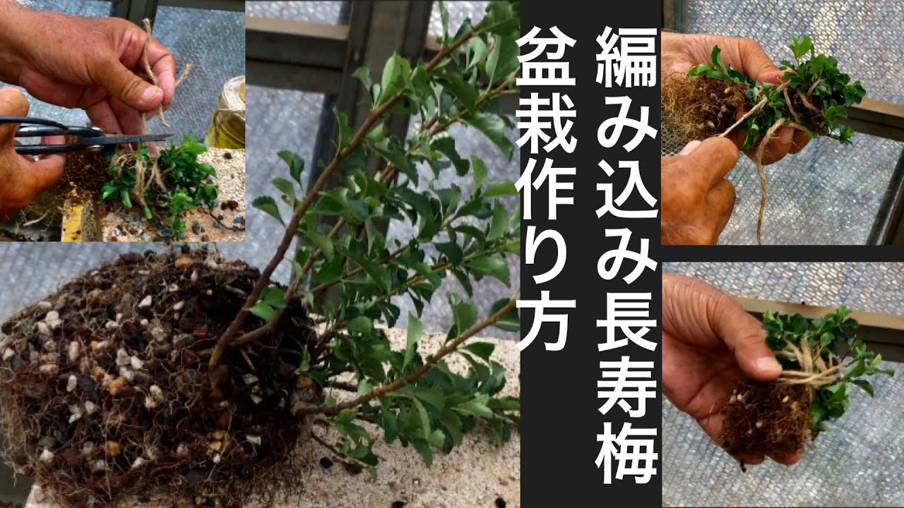 Peça a um artesão de bonsai para ensiná-lo a fazer um bonsai de ameixa trançado para longevidade. Re